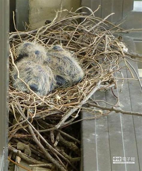 家中有鳥來築巢|【家中有鳥築巢】鳥築巢兆頭！家中有鳥築巢的風水好運